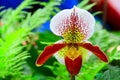 Lady`s slipper orchid paphiopedilum henryanum Royalty Free Stock Photo